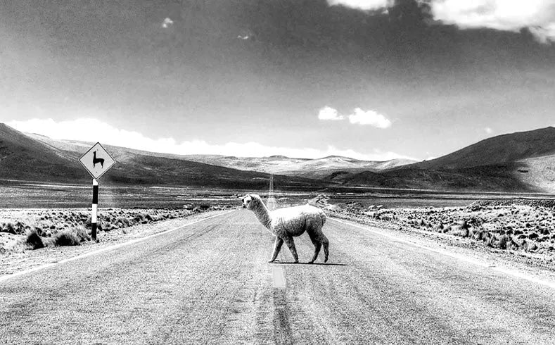 Alpaca on Road: Patapaca Socks