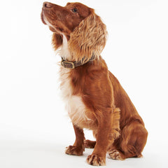 Barbour Leather Dog Collar Brown