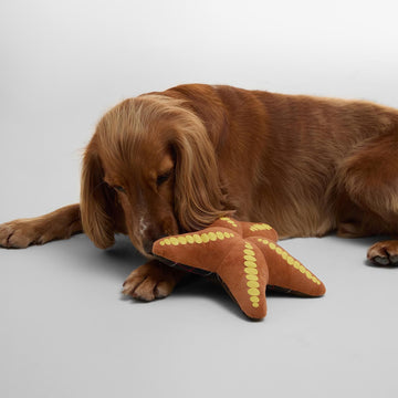 Barbour Starfish Dog Toy - Parasol Store