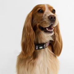 Barbour Tartan Printed Dog Collar Pink Tartan