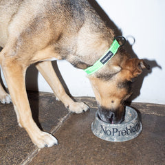 No Problemo Pet Bowl Camo