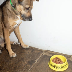 No Problemo Pet Bowl Yellow