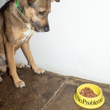 No Problemo Pet Bowl Yellow